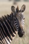 Porträt eines Zebras, das in die Kamera blickt, tsavo, kenya — Stockfoto