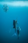 Pesce vela caccia sardine baitballs vicino alla superficie — Foto stock