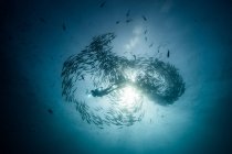 Подводный вид аквалангиста среди рыб-домкратов в синем море, Нижняя Калифорния, Мексика — стоковое фото