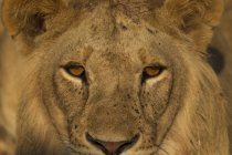 Imagen recortada de un hermoso león en África, parque nacional del Tarangire, tanzania - foto de stock