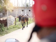 Коровы бродят по улицам Шри-Ланки — стоковое фото