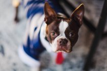 Shallow focus portrait of boston terrier wearing business attire — Stock Photo