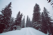 Foresta in inverno, Gurne, Ucraina — Foto stock