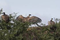 Africano abutres de apoio branco no topo da árvore, Tsavo, Quênia — Fotografia de Stock