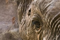 Close up portrait of African elephant in Tsavo, Kenya — Stock Photo