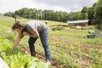 Жінка, що прагне до овочів у городі — стокове фото