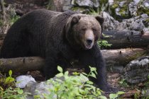 Европейский бурый медведь, Марковец, Бохинская коммуна, Словения, Европа — стоковое фото