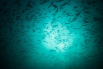 Fisch als Fischköder, Seymour, Galapagos, Ecuador, Südamerika — Stockfoto