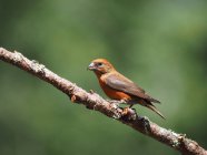 Male red Crossbill perched on tree branch, Point Reyes National Seashore, California, USA — Stock Photo