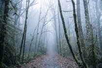 Weg durch nebligen Wald, Bainbridge, Washington, Vereinigte Staaten — Stockfoto