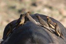 Oxpeckers de bico amarelo à procura de parasitas em búfalo africano de volta, Tsavo, Quênia — Fotografia de Stock