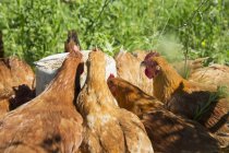 Цыплята с золотой кометой на органической ферме — стоковое фото