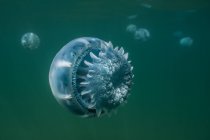 Vue des méduses sous-marines — Photo de stock