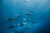 Gran grupo de delfines nariz de botella, Seymour, Galápagos, Ecuador, América del Sur - foto de stock