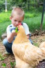Boy feeding golden campine hen — Stock Photo