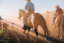 Cowboys on horses lassoing bull, Enterprise, Oregon, États-Unis, Amérique du Nord — Photo de stock