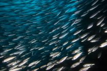 Shoal de sardinhas, Seymour, Galápagos, Equador, América do Sul — Fotografia de Stock