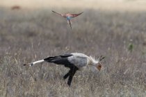 Secretario Bird buscando comida, seguido por carmine bee-eater, Tsavo, Kenia - foto de stock