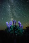 Lupins growing in foreground, Milky Way visible in night sky, Nickel Plate Provincial Park, Penticton, British Columbia, Canada — Stock Photo