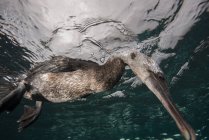 Unterwasseraufnahme flugunfähiger Kormorane auf der Suche nach Beute unter der Oberfläche, Seymour, Galapagos, Ecuador, Südamerika — Stockfoto