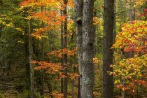 Bäume im Wald im Herbst, Hafenquellen, Michigan, Vereinigte Staaten — Stockfoto