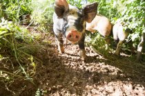 Portrait of heritage pigs on free range organic farm — Stock Photo