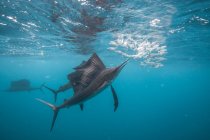 Segelfische jagen Sardinenköderbälle nah an der Oberfläche — Stockfoto