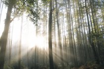 Lumière du soleil à travers les arbres dans la forêt, Bainbridge, Washington, États-Unis — Photo de stock