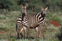 Zwei Zebras, die in der grünen Savanne stehen und in die Kamera schauen, tsavo, kenya — Stockfoto