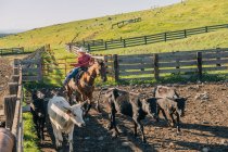 Cowboy on horse lassoing bull calf, Enterprise, Oregon, United States, North America — Stock Photo