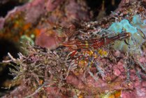 Striped shrimp by coral, Seymour, Galapagos, Ecuador, South America — Stock Photo