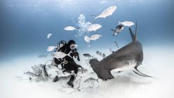 Underwater view of diver photographing great hammerhead shark from seabed, Alice Town, Bimini, Bahamas — Stock Photo