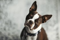 Retrato de Boston terrier, cabeça empilhada olhando para a câmera — Fotografia de Stock