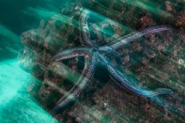 Vista subaquática da estrela-do-mar azul na rocha, Seymour, Galápagos, Equador, América do Sul — Fotografia de Stock
