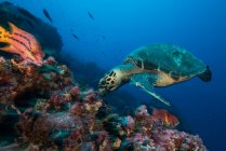 Turtle and sheepshead fish feeding by coral, Seymour, Galapagos, Ecuador, South America — Stock Photo