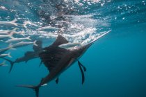 Segelfische jagen Sardinenköderbälle nahe der Wasseroberfläche — Stockfoto