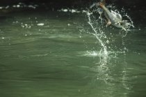 Рыба, выловленная на удочку, вымывается из реки - Мохэ, Брезовица, Словенья — стоковое фото