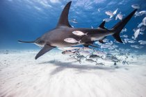 Underwater view of great hammerhead shark and baitfish, Bahamas — Stock Photo