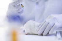 Trabajador de laboratorio inyectando rata blanca, usando jeringa - foto de stock