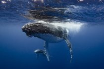 Ballena jorobada y ternera en las aguas de Tonga - foto de stock