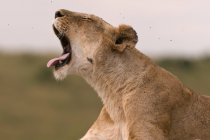 Вид збоку левиця ревом в Масаї Мара Національний заповідник, Кенія — стокове фото