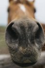 Gros plan portrait du museau et des narines du cheval — Photo de stock