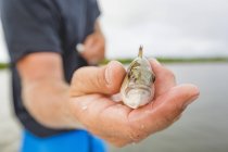Man holding small mangrove snapper — Stock Photo