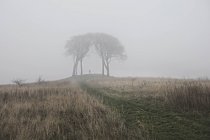 Сельская сцена с деревьями в тумане, Хаутон-ле-Спринг, Сандерленд, Великобритания — стоковое фото