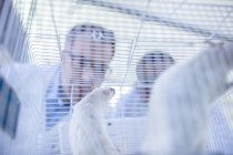 Ouvriers de laboratoire regardant dans la cage contenant des rats blancs, vue à faible angle — Photo de stock