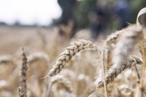 Вирощування пшениці в полі, крупним планом — стокове фото