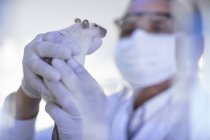 Operário de laboratório masculino examinando rato branco — Fotografia de Stock