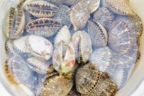 Bucketful of fresh scallops — Stock Photo