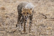 Сердитий Гепард дитинча ходьба, Масаі Мара Національний заповідник, Кенія — стокове фото