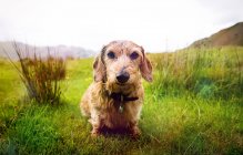 Retrato de lindo perro en el paisaje rural - foto de stock
